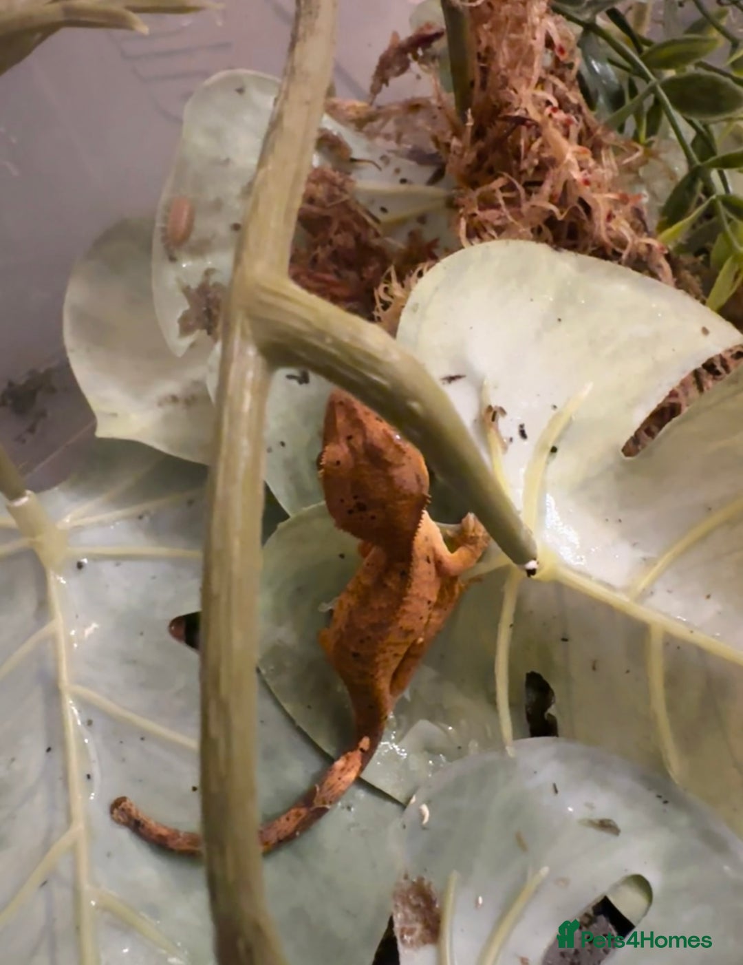 Gecko reptiles for sale: Beautiful Dalmatian Crested Gecko - Image 2