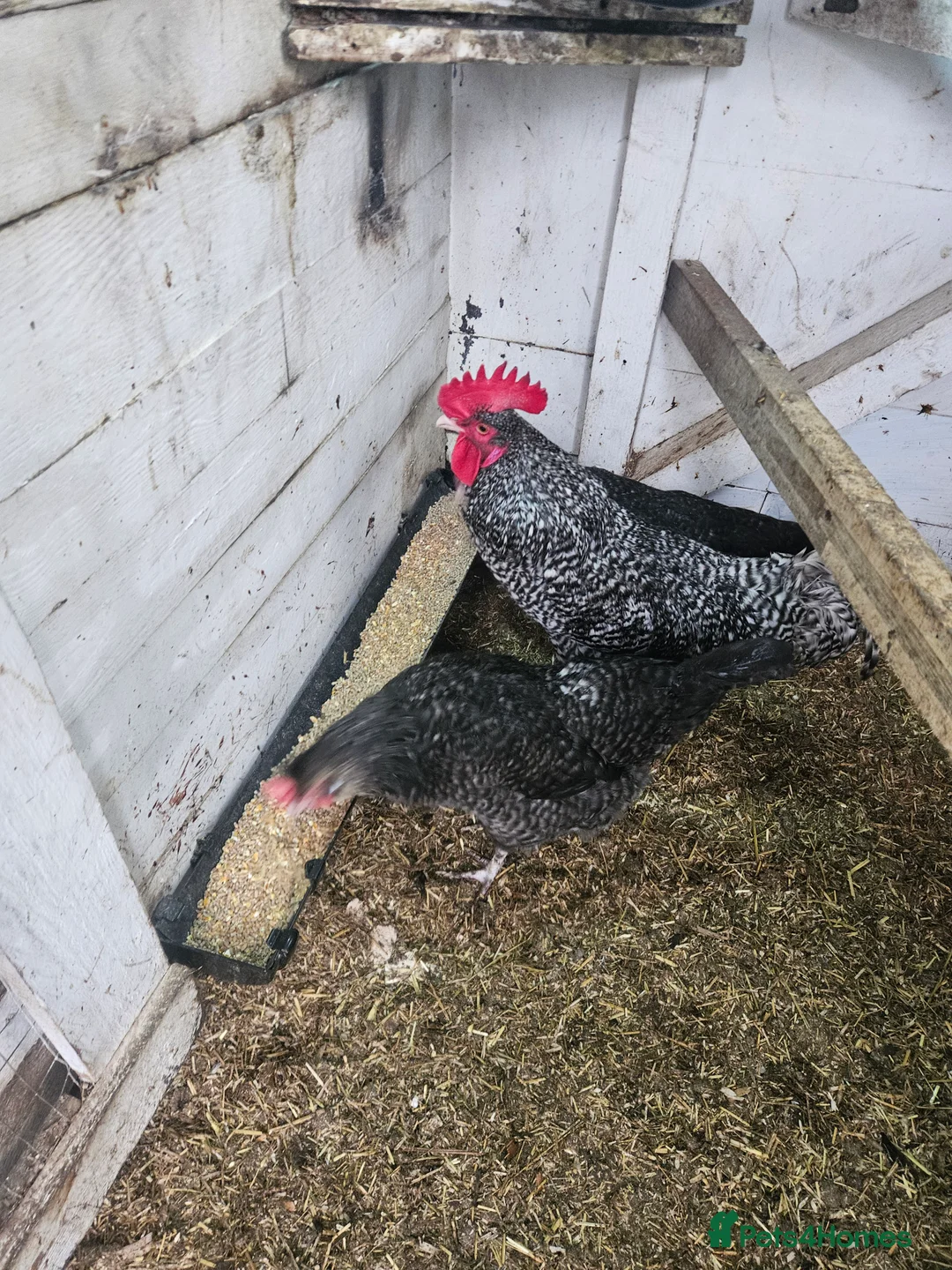 Chickens poultry for sale: Hatching chicken eggs - Advert 6