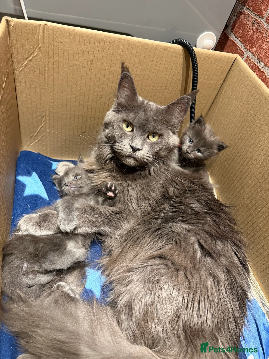 Maine Coon cats for sale: XXL MAINECOON MALE KITTENS  - Advert 7