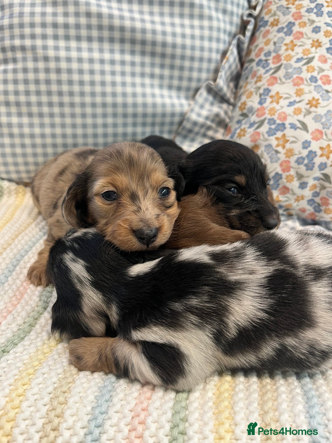 Miniature Dachshund dogs for sale: Mini long hair dachshund pups - Advert 3