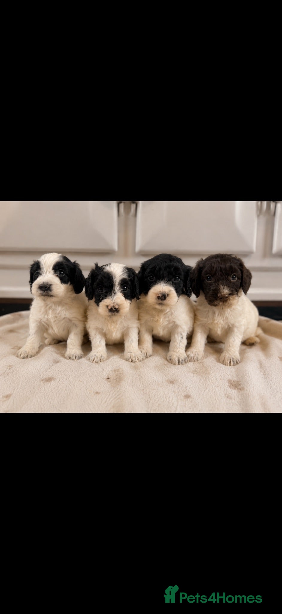 Cockapoo dogs Beautiful cockerpoo puppies still available 🩷🩵 - Advert 1