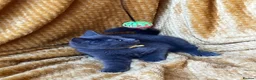 Mixed Breed cats for sale: 🏆GCCF Elizabeth (Ragdoll) x Toras (BSH) kittens🐾 - Advert 2