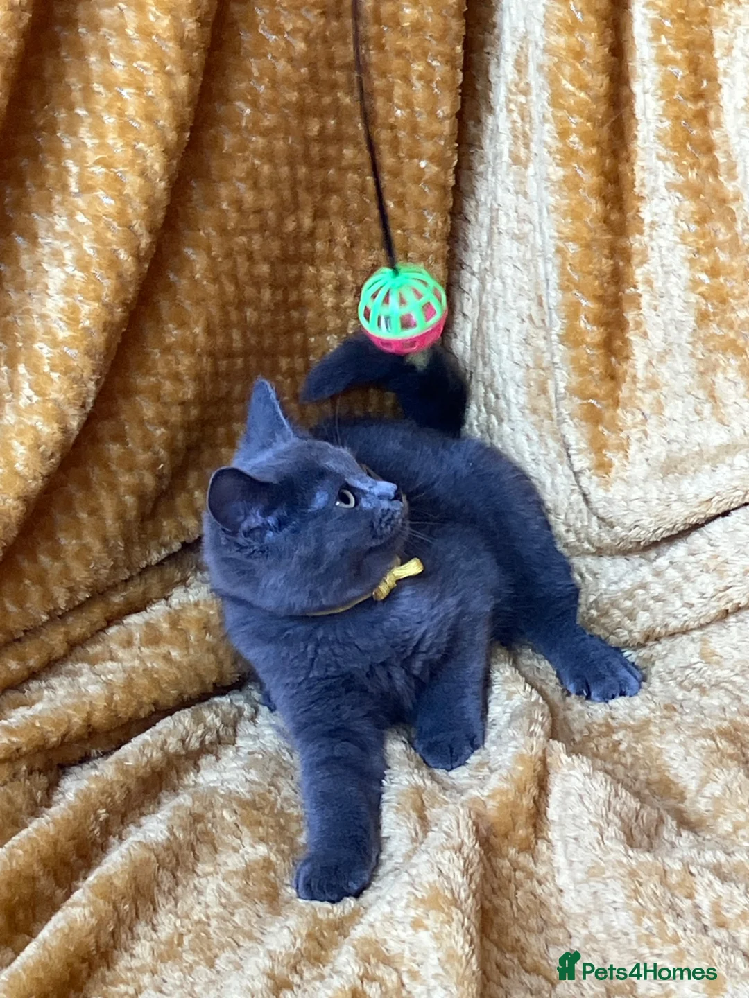 Mixed Breed cats for sale: 🏆GCCF Elizabeth (Ragdoll) x Toras (BSH) kittens🐾 - Advert 2
