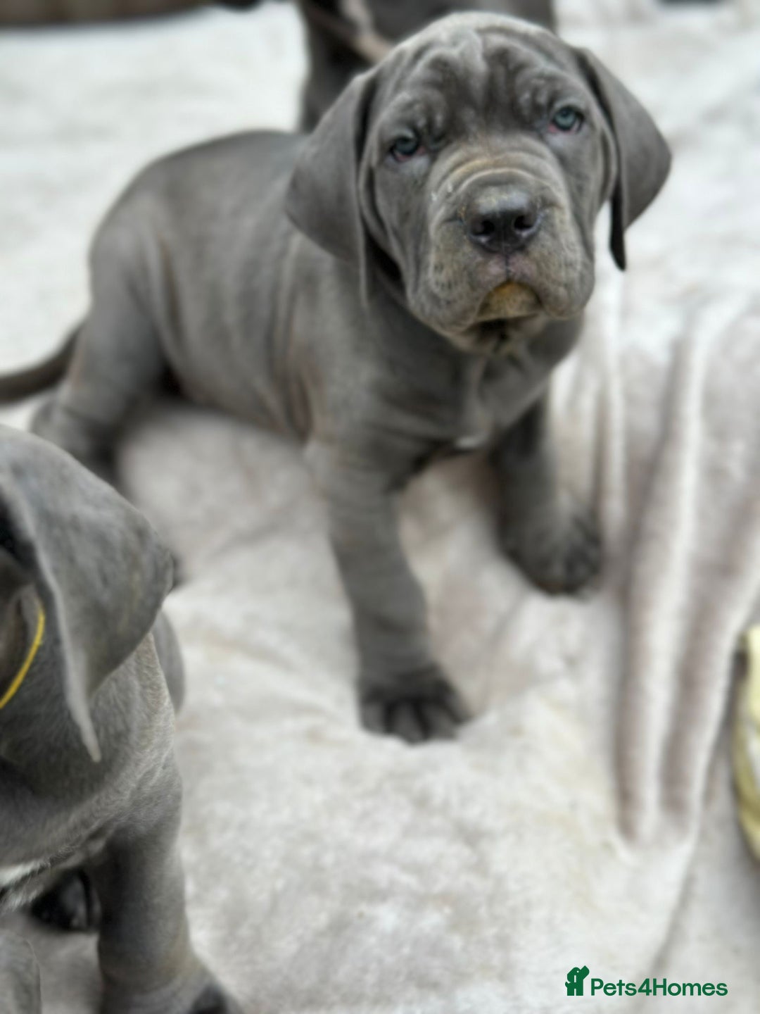 Cane Corso dogs for sale:  Pure breed Cane Corso  Puppies Looking for Homes  - Image 27