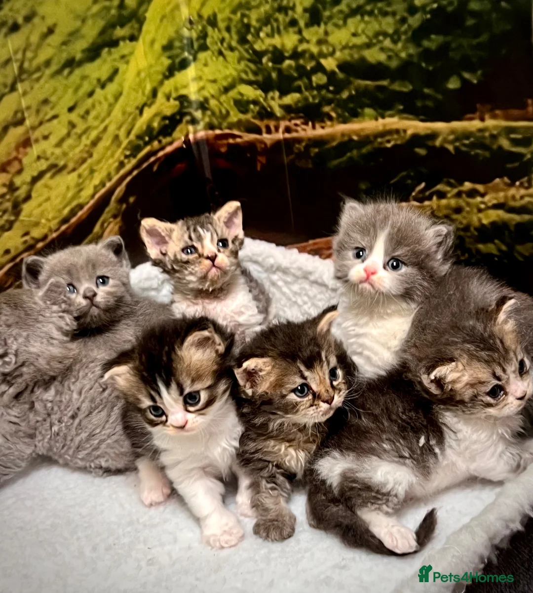 Selkirk Rex cats for sale: Gorgeous Selkirk rex kittens 😻 - Advert 1