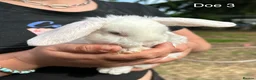 Mini Lop rabbits for sale: Gorgeous and friendly Mini Plush Lop Babies - Advert 11