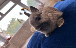 Netherland Dwarf rabbits for sale: Pure bred Netherlands dwarfs pairs  - Image 8