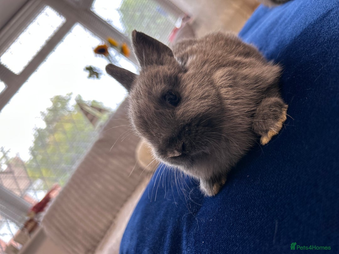 Netherland Dwarf rabbits for sale: Pure bred Netherlands dwarfs pairs  - Image 8