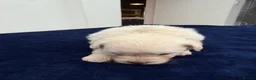Maltipom dogs for sale: Multipom mojos for sale - Advert 14