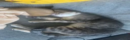 Mixed Breed cats for sale: 2 male cats in Southampton - Advert 1