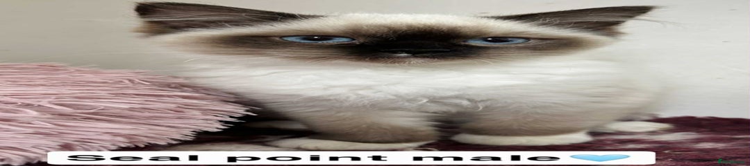 Ragdoll Kitten 5
