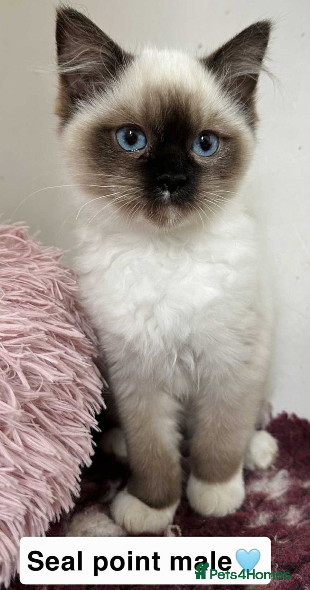 Ragdoll cats for sale: GCCF REGISTERED KITTENS non active - Image 3