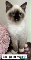Ragdoll cats - Advert 12