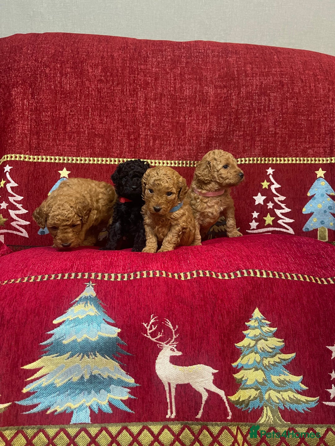 Cavapoo dogs for sale: F1B Cavapoo - Advert 2