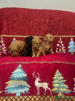 Cavapoo dogs F1B Cavapoo - Advert 2