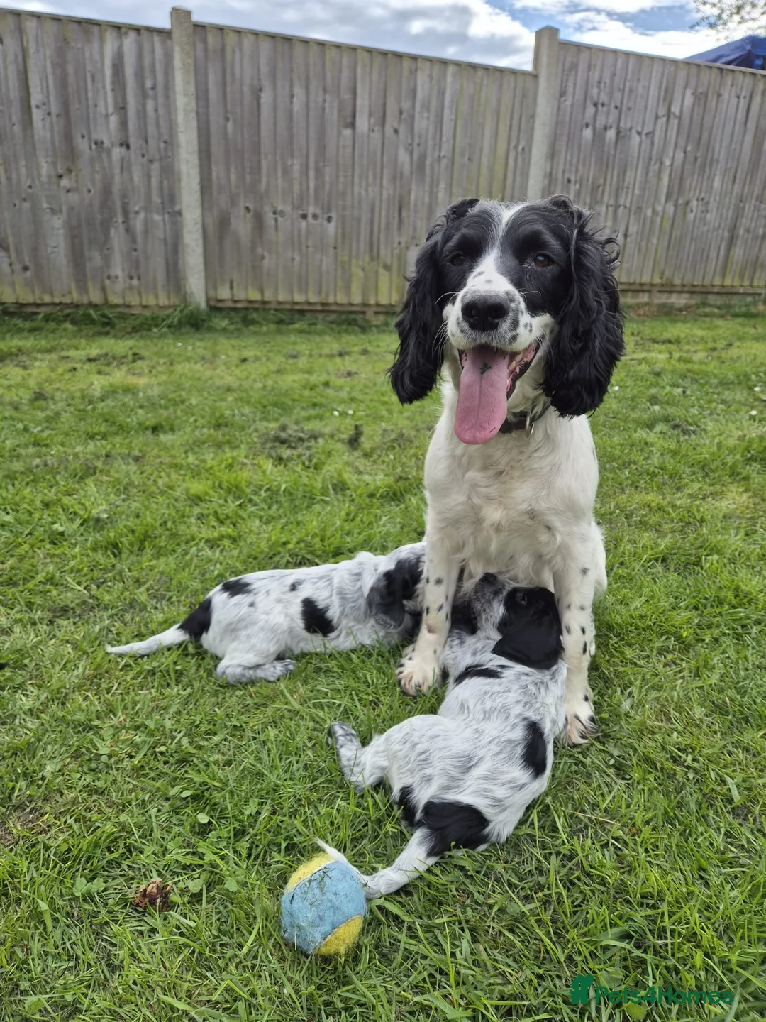 English Springer Spaniel dogs for sale: 6 gorgeous spaniel puppies for sale  - Advert 24