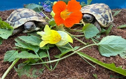 Tortoise reptiles for sale: Baby hermanns tortoises and setups ready now  - Image 4