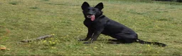 German Shepherd dogs for sale: Dutch shepherd x German shepherd puppies for sale in Stockport - Advert 6