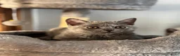 British Shorthair cats for sale: Beautiful British Shorthair  - Advert 8