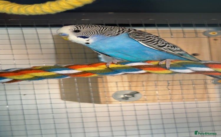 Budgerigars birds - Advert 6