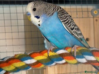 Budgerigars birds for sale - Advert 1