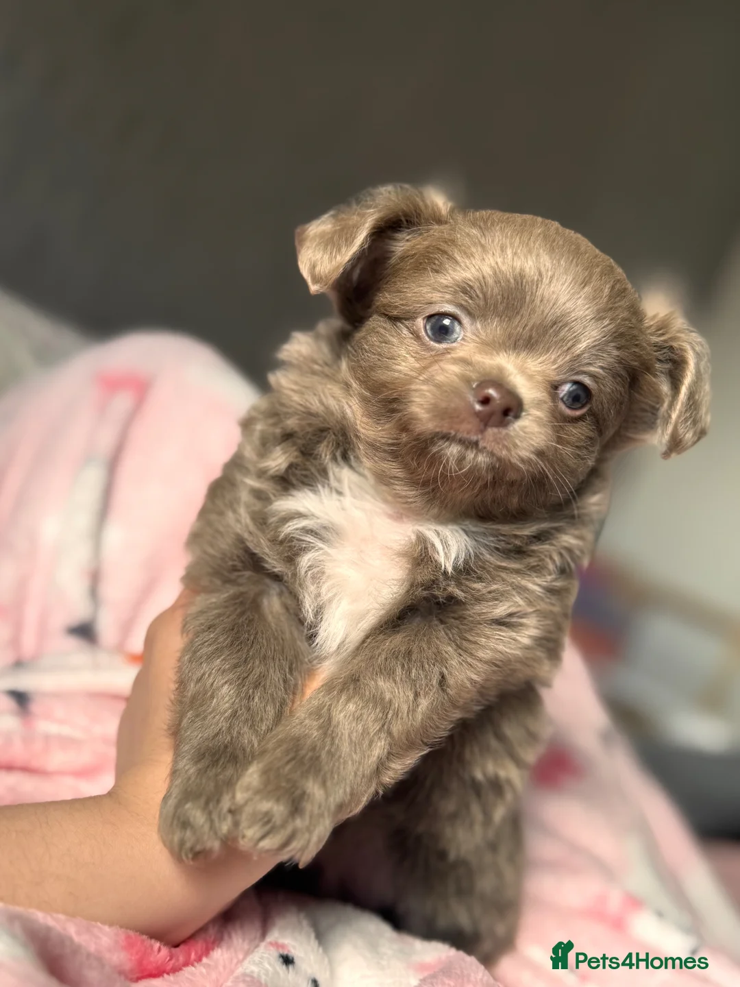 Chihuahua dogs for sale: Tiny Lilac Longhair Chihuahua Boy - Advert 1