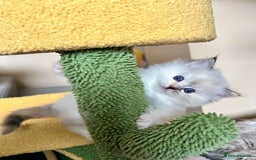 Ragdoll cats for sale: Stunning Ragdoll kitten SHOW/BREEDING -GCCF   - Image 2