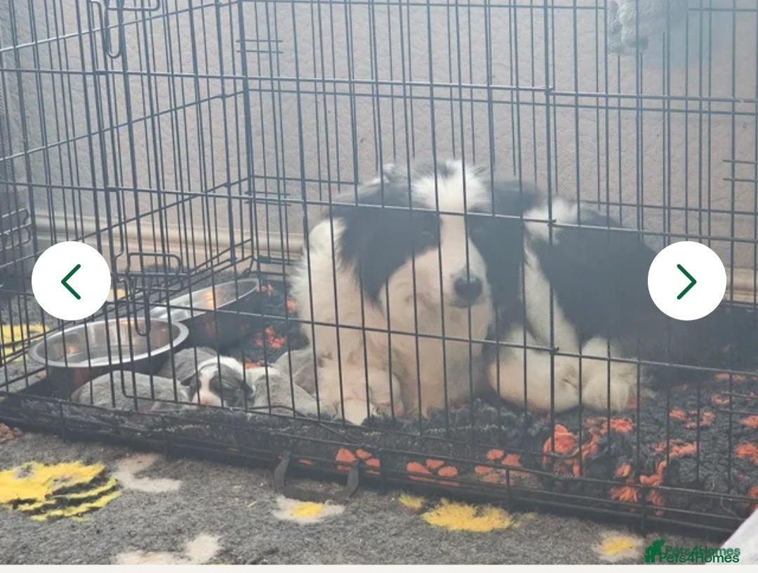 Border Collie dogs Border collie - Advert 1