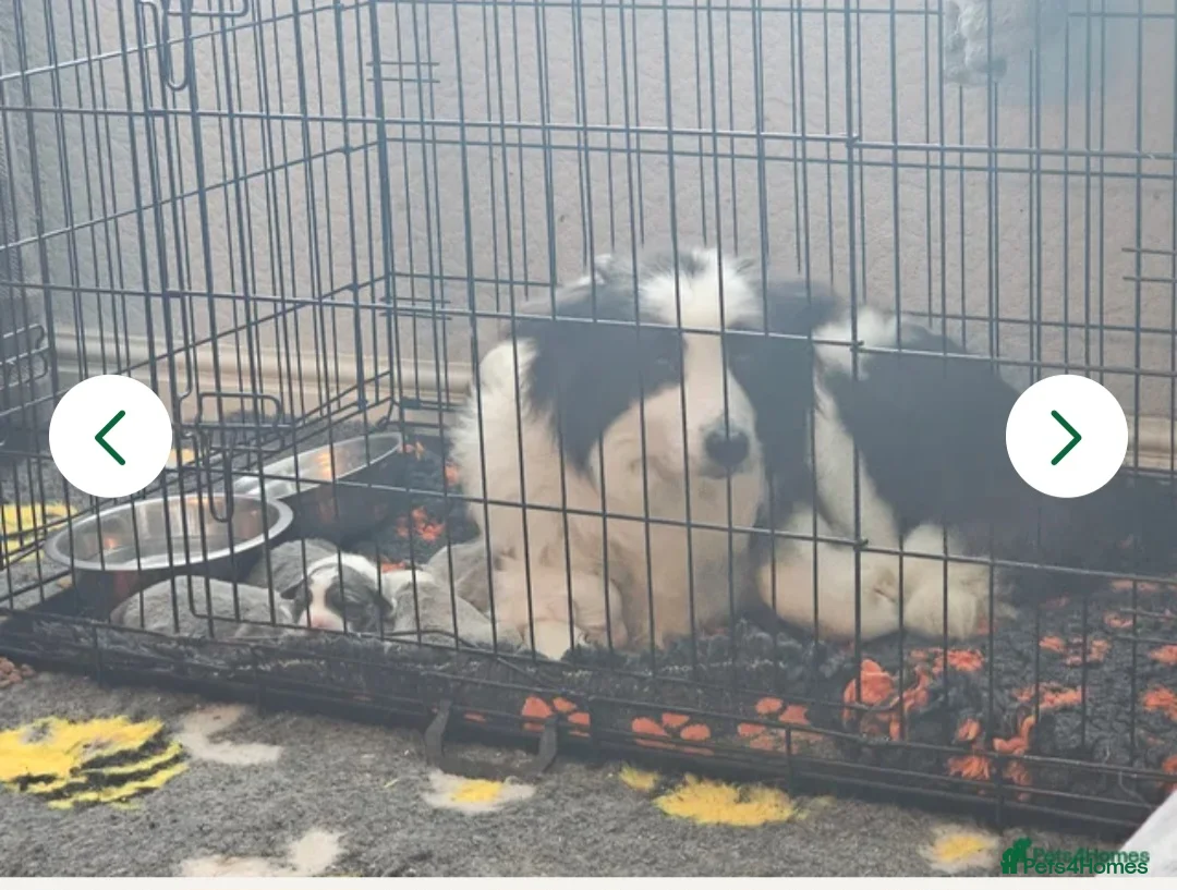 Border Collie dogs for sale: Border collie - Advert 1