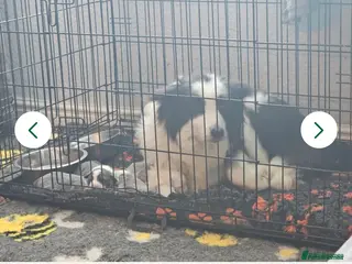 Border Collie dogs Border collie - Advert 1