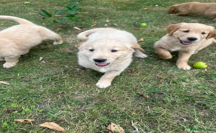 Golden Retriever dogs - Advert 3