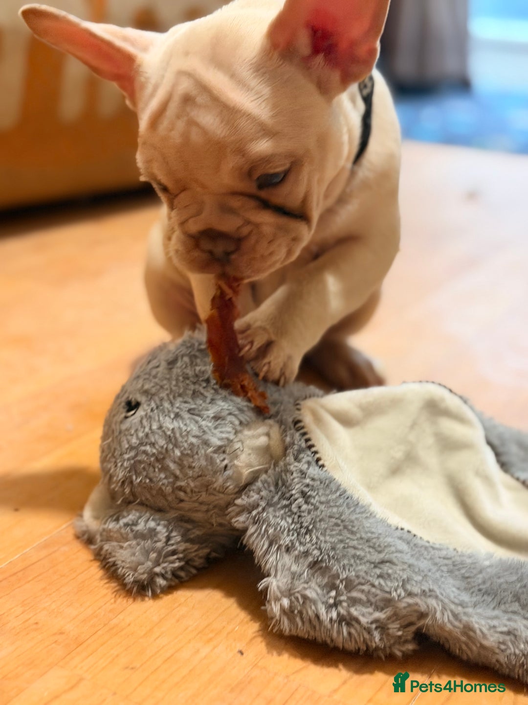 French Bulldog dogs for sale: Beautiful French Bulldog Puppies - Advert 30