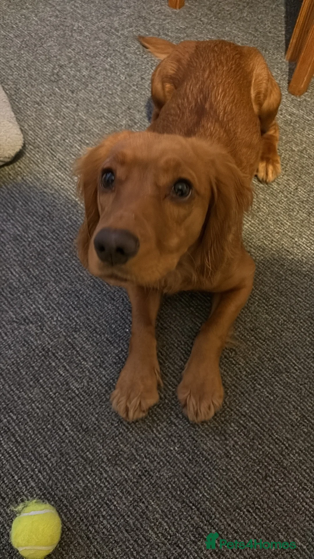 Cocker Spaniel dogs for sale: Lilly - cocker spaniel  - Advert 1