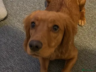 Cocker Spaniel dogs Lilly - cocker spaniel - Advert 1