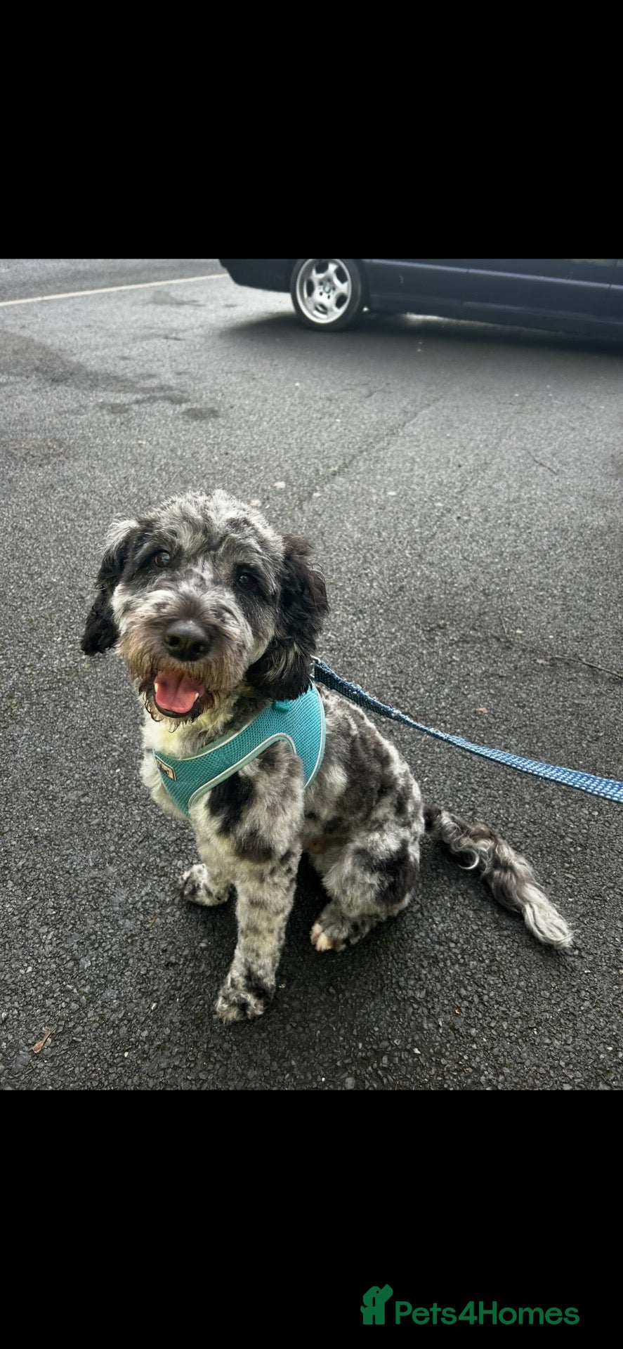Cockapoo dogs NOT A PUPPY PLEASE READ CAREFULLY - Advert 1