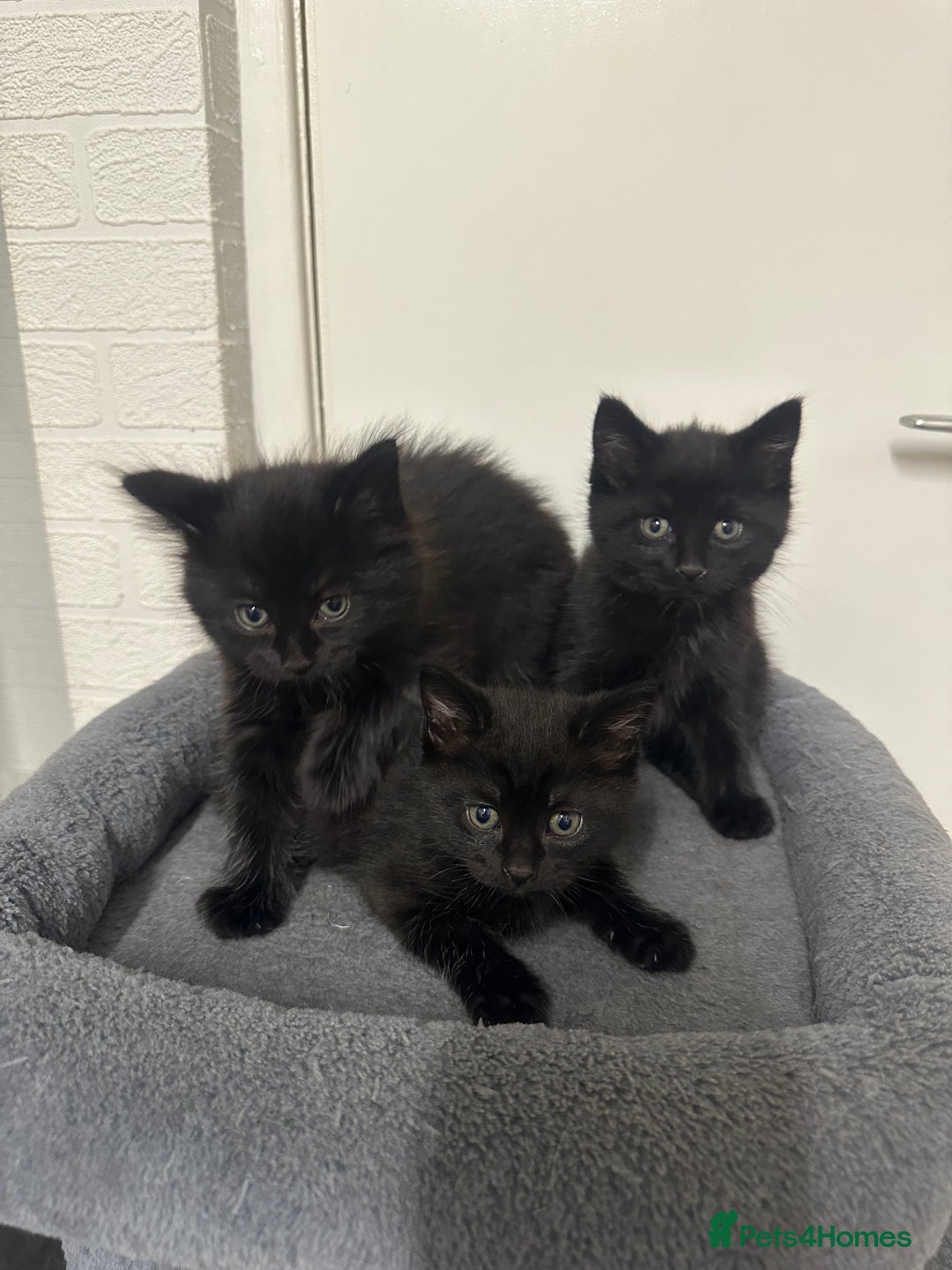 Mixed Breed cats for sale: 4 black tabby male kittens for sale - Advert 1