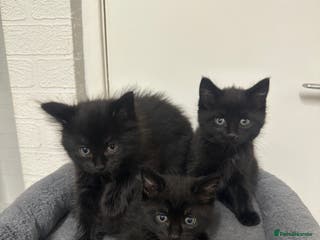 Mixed Breed cats 4 black tabby male kittens for sale - Advert 2