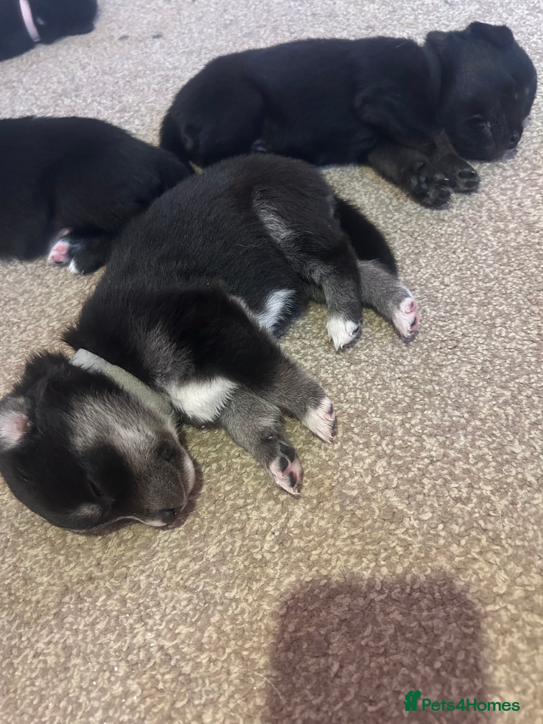 Mixed Breed dogs for sale: Huskadors/labskys - Image 5