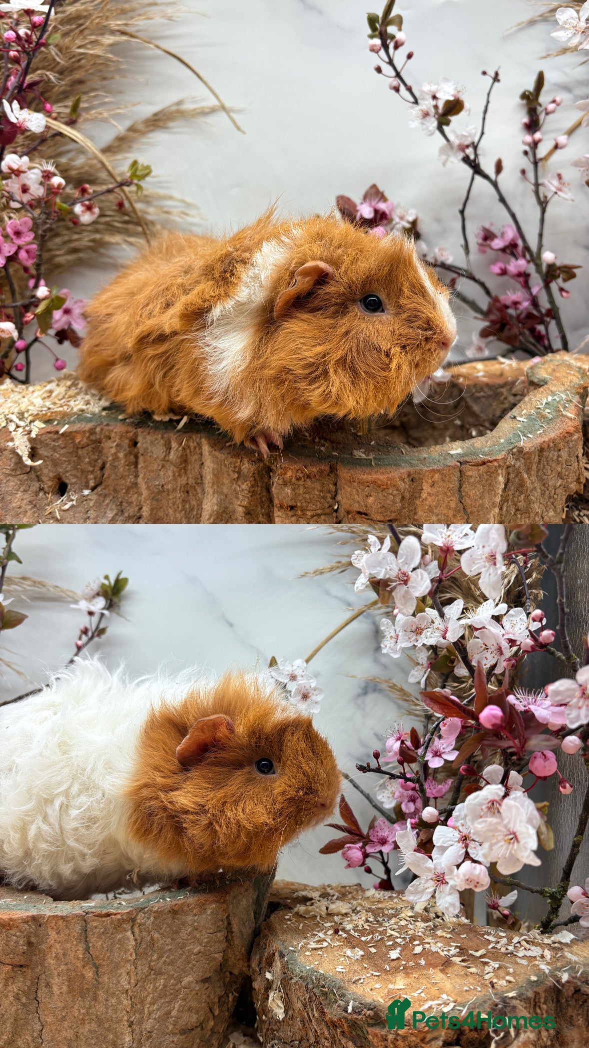 Guinea Pig rodents Multiple Baby Boy Guinea Pigs for sale  - Advert 10