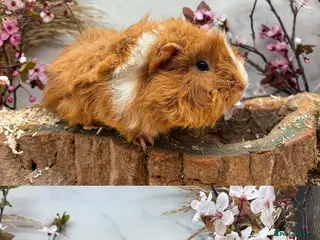 Guinea Pig rodents Multiple Baby Boy Guinea Pigs for sale - Advert 10