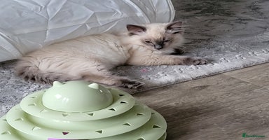 Ragdoll cats - Advert 15
