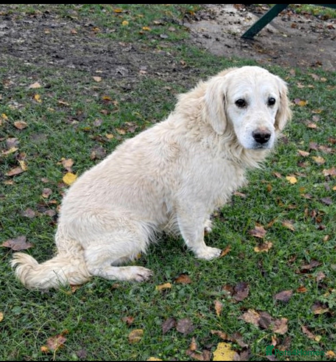 Golden Retriever dogs Beautiful Male Golden Retriever - Advert 1