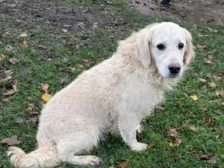 Golden Retriever dogs Beautiful Male Golden Retriever - Advert 1