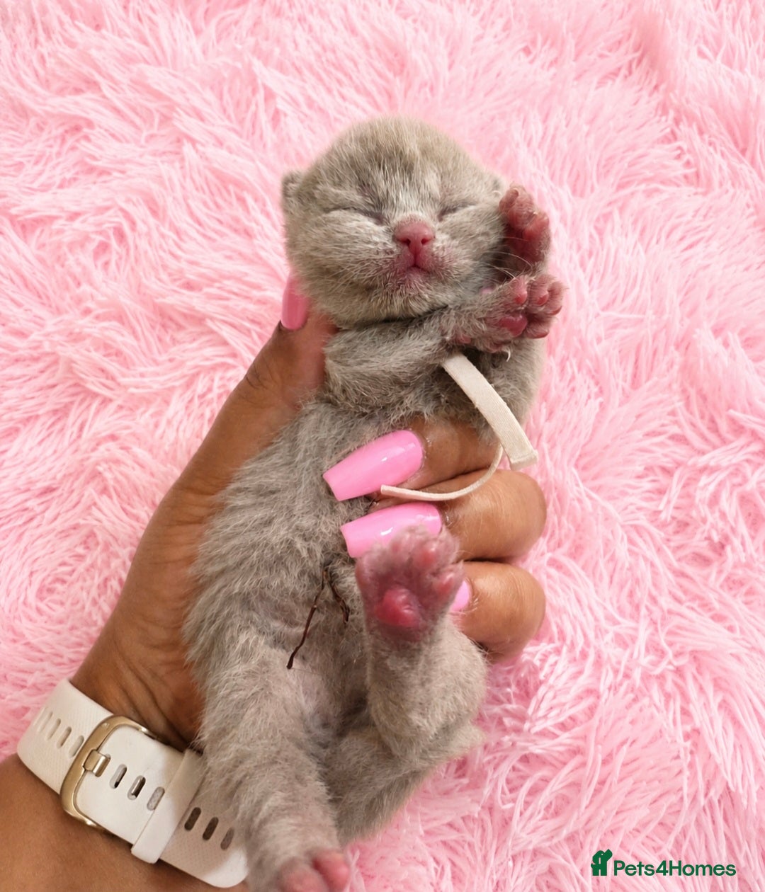 British Shorthair cats Supreme quality GCCF British shorthair kittens  - Advert 3