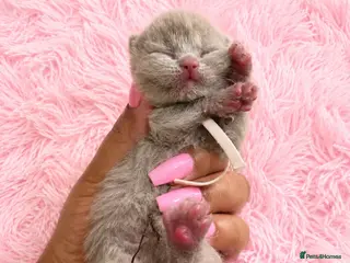 British Shorthair cats Supreme quality GCCF British shorthair kittens - Advert 1