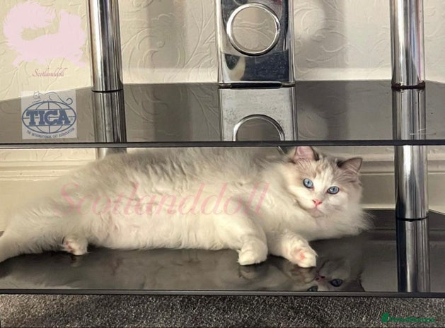 Ragdoll cats - Advert 1