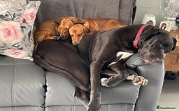 Great Dane dogs for sale: Female Great Dane  - Image 3