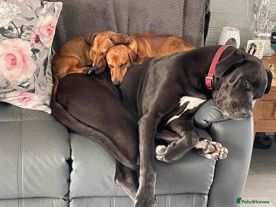 Great Dane dogs for sale: Female Great Dane  - Image 3
