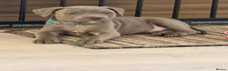 Mixed Breed dogs for sale: Staffordshire bull terrier X Cane corso puppies - Advert 14