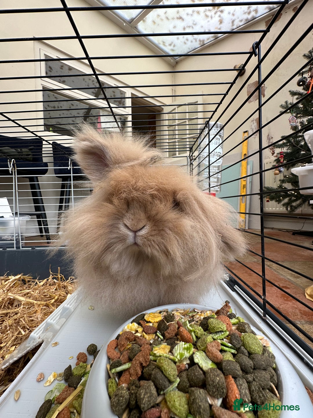 Lionhead rabbits for sale: 2 Year Old Female Lionhead Rabbit ‘Billie’ - Advert 2